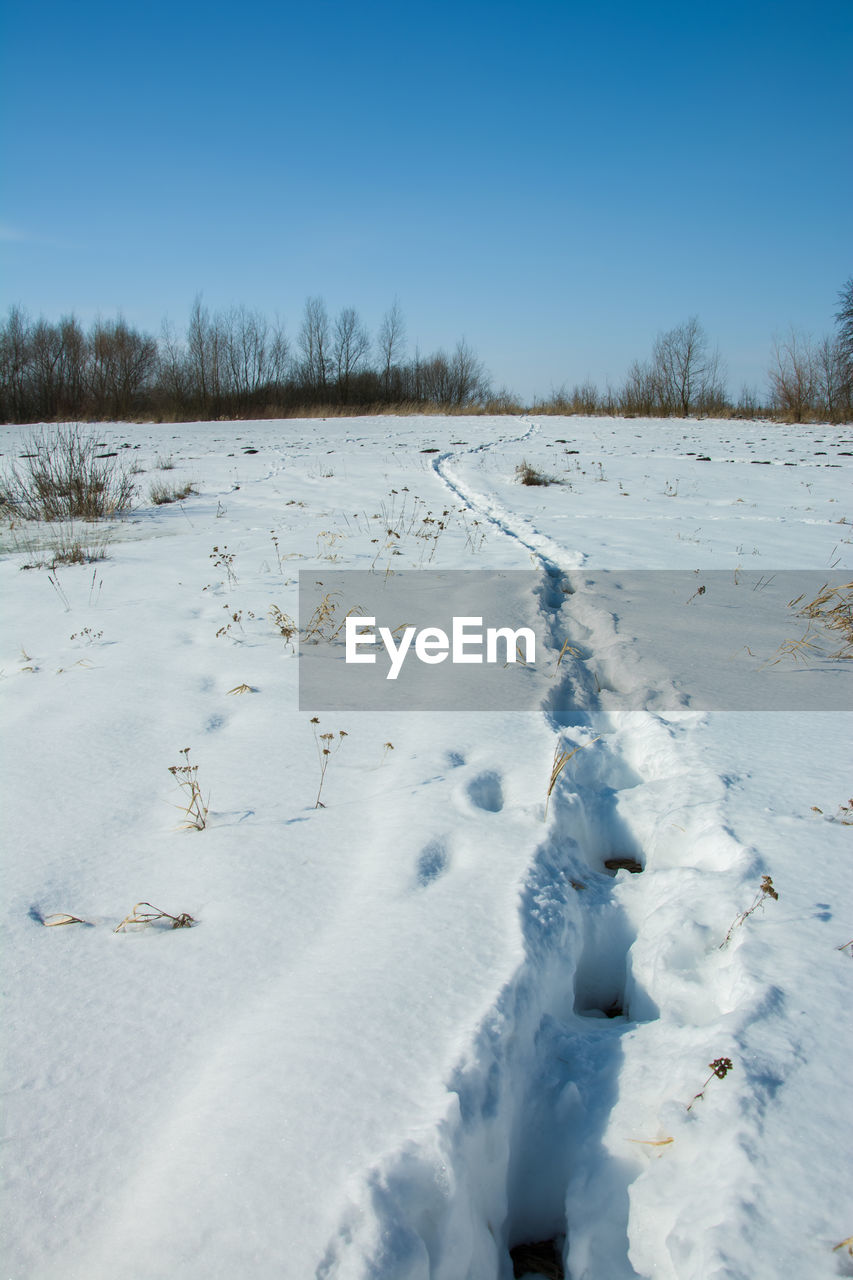 Animals path on the snow, winter sunny day