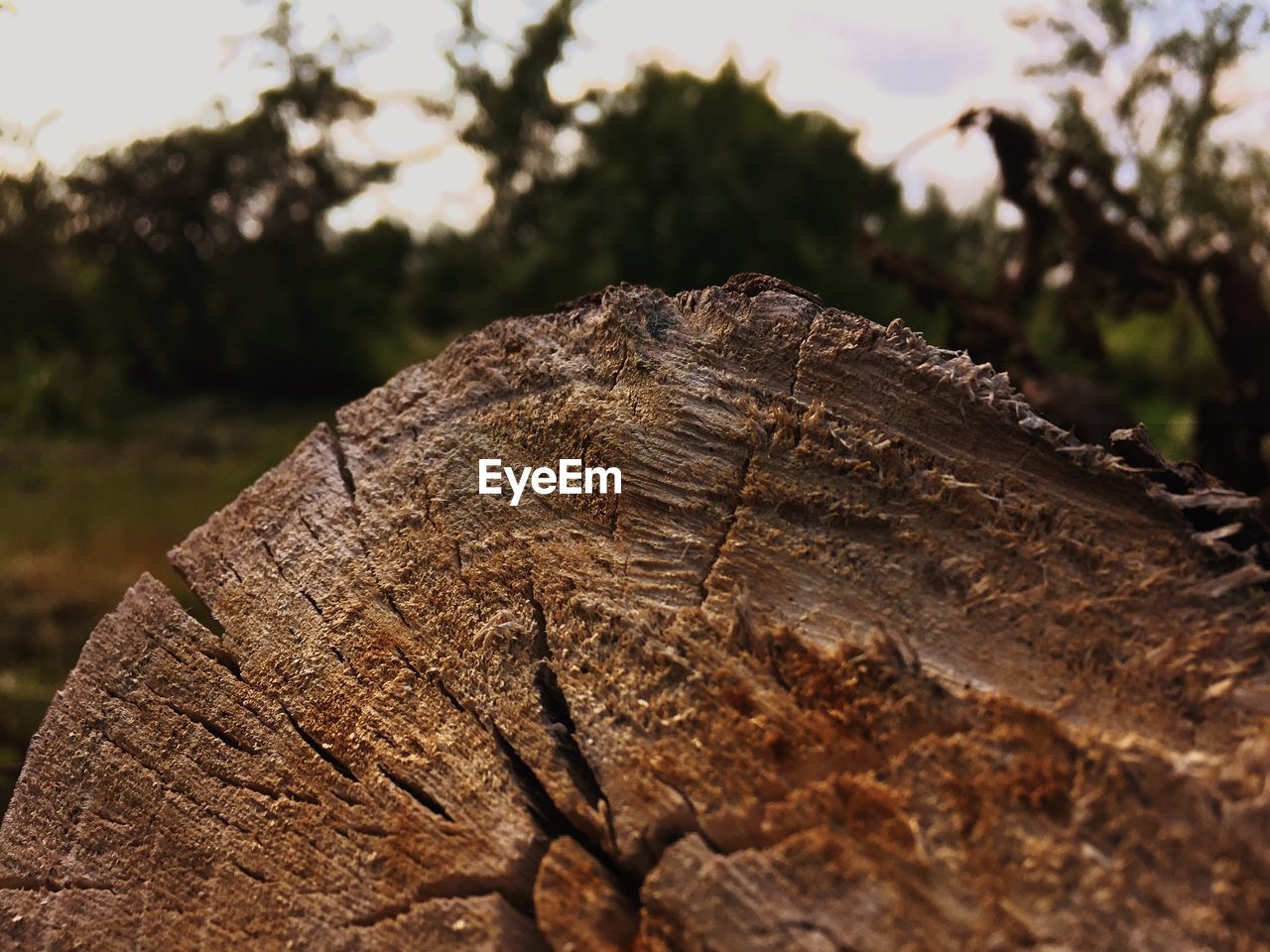 Close-up of tree trunk on field