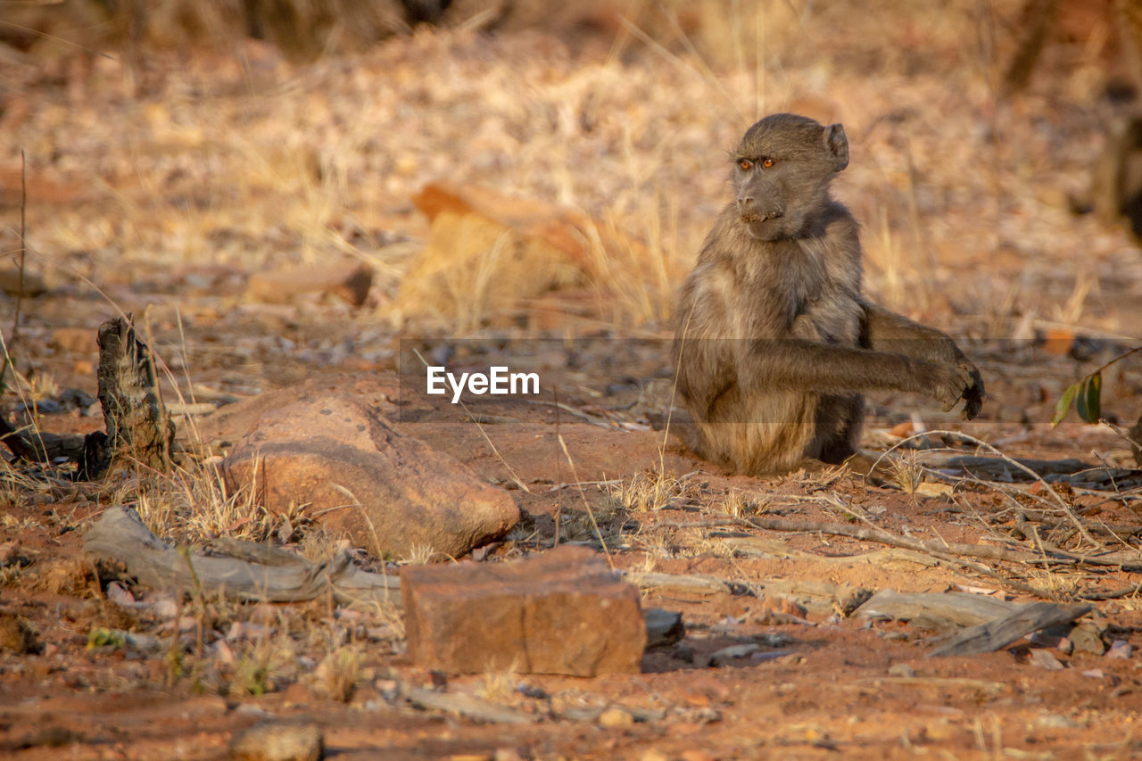 MONKEY SITTING ON A DRY