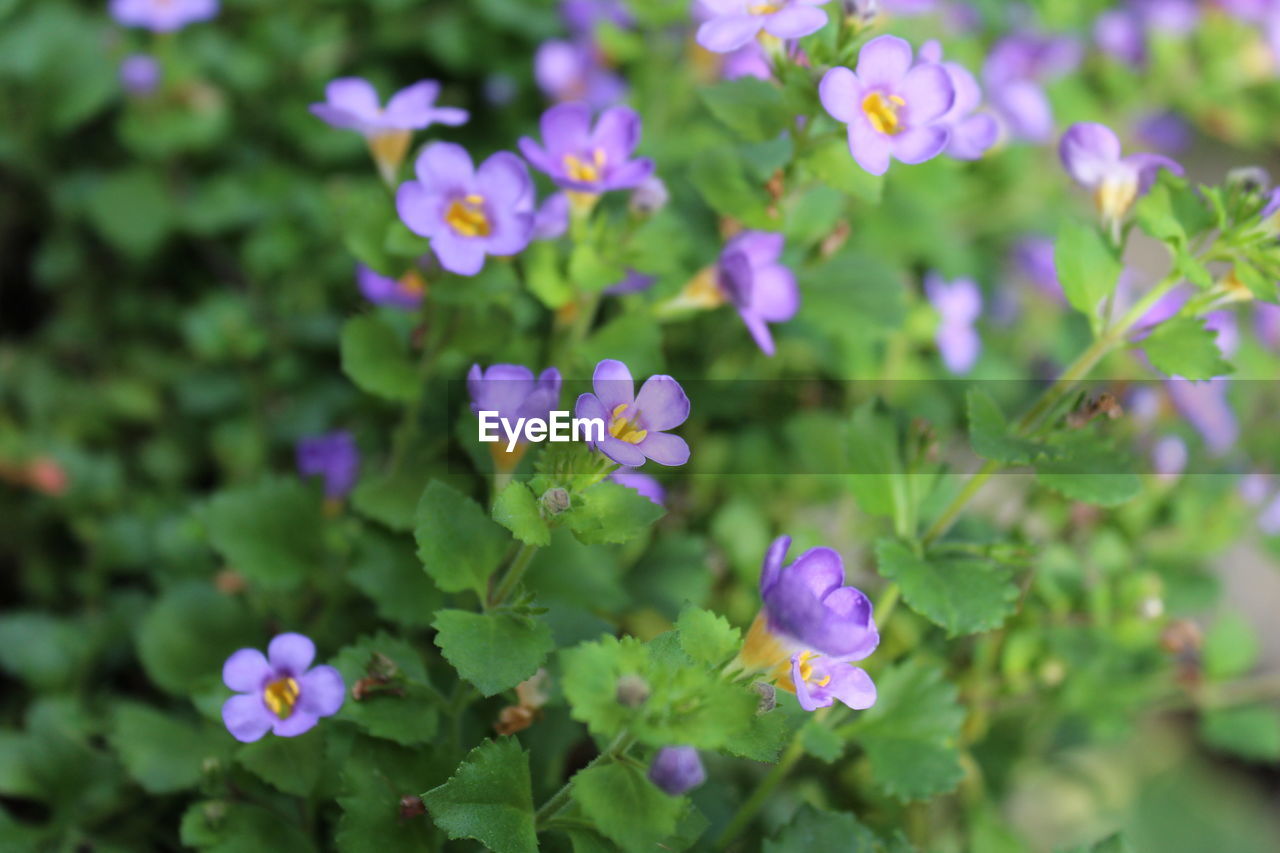 Close-up of purple flowers blooming outdoors