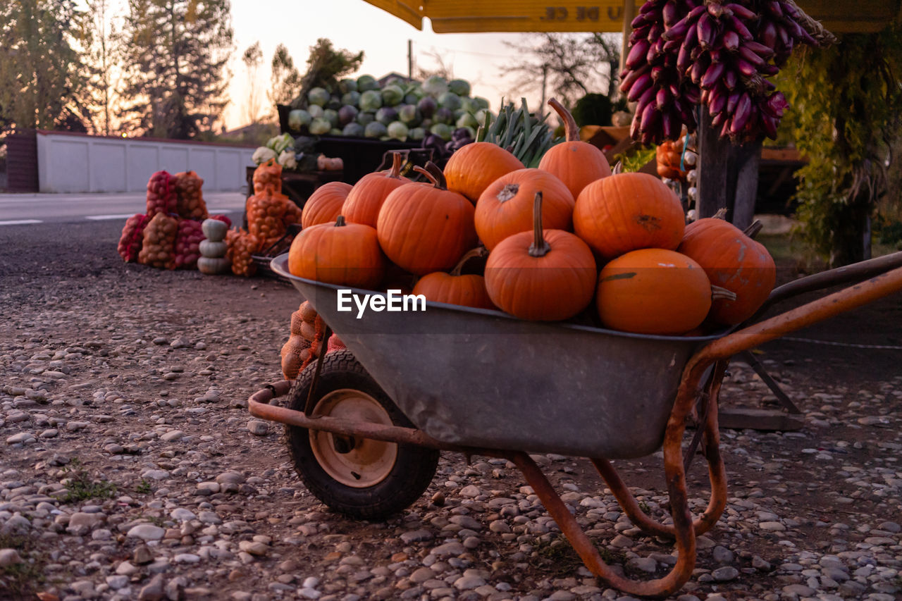 VARIOUS PUMPKINS IN CONTAINER