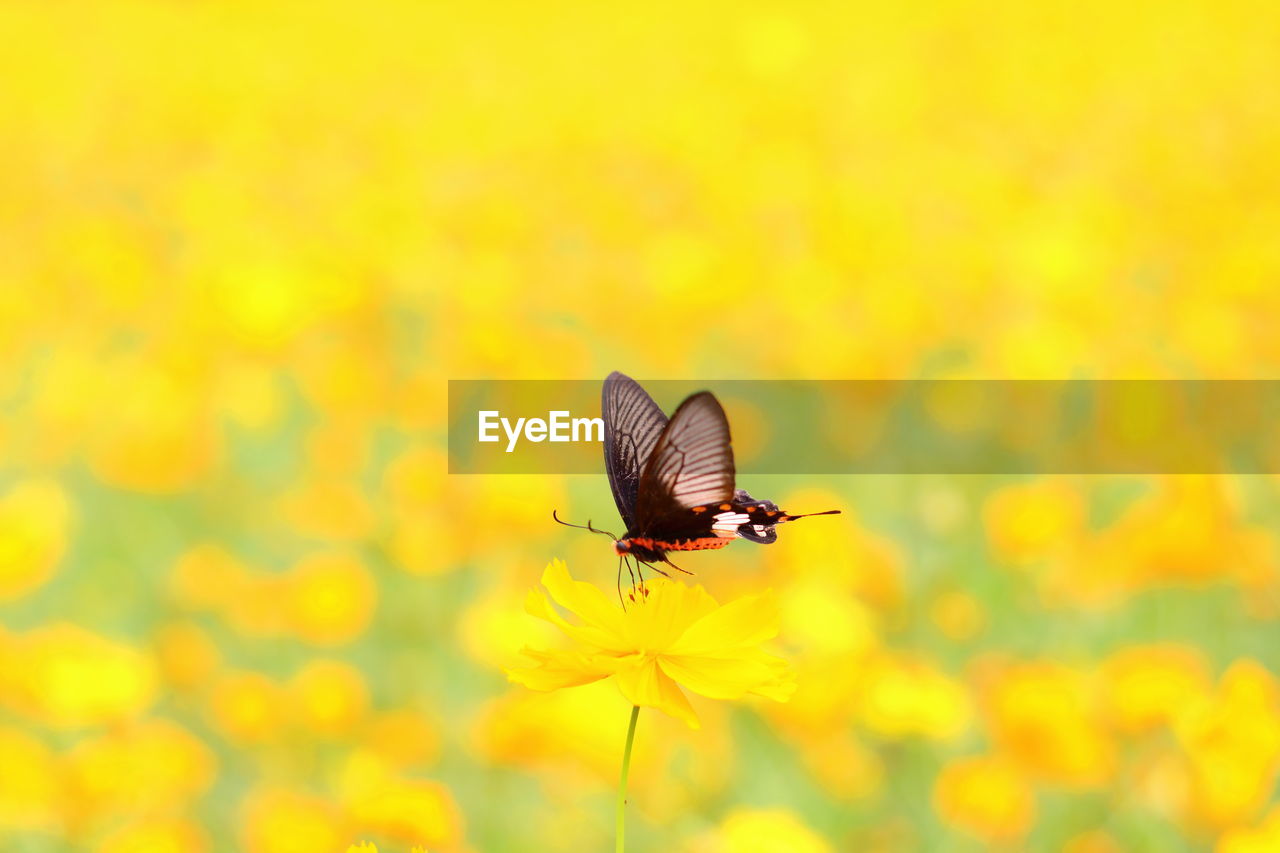 BUTTERFLY POLLINATING ON YELLOW FLOWER