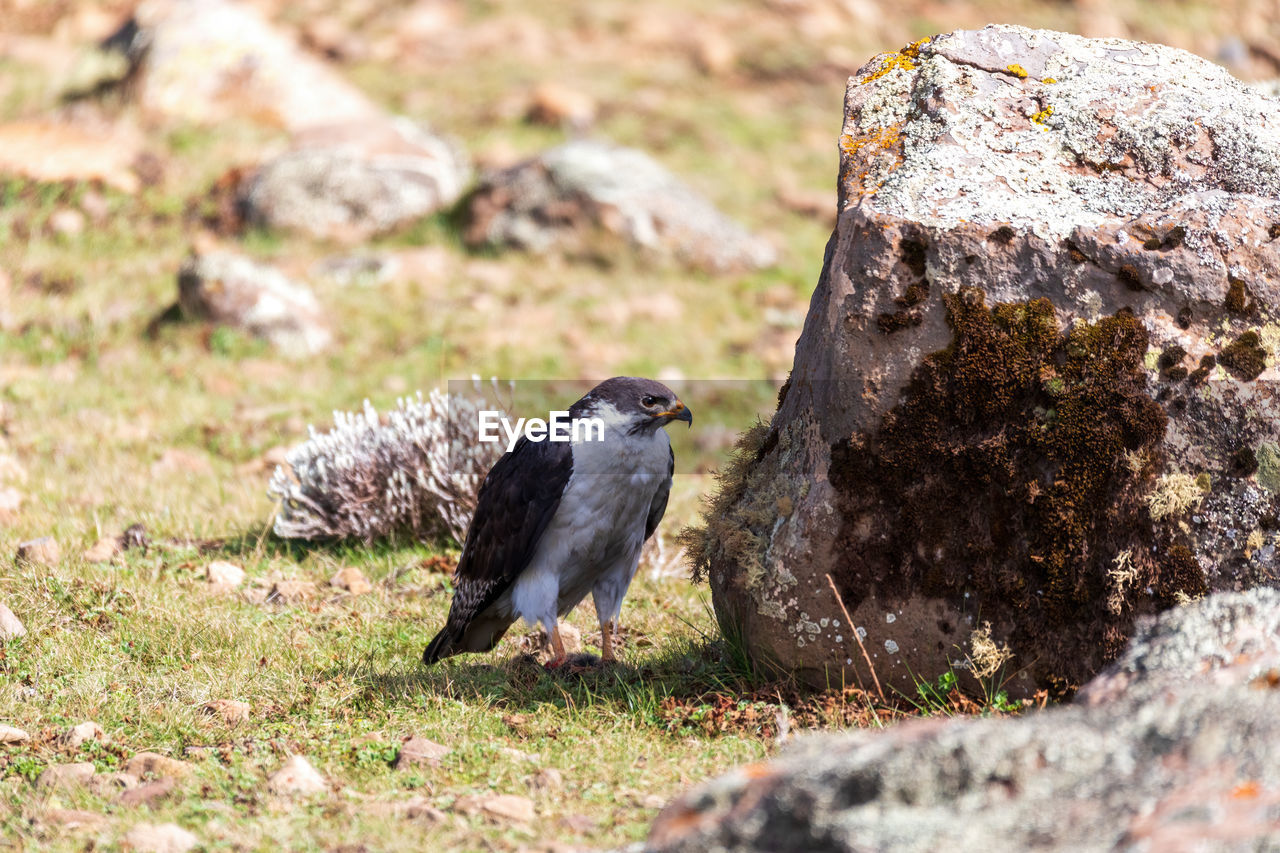 BIRD PERCHING ON ROCK IN FIELD