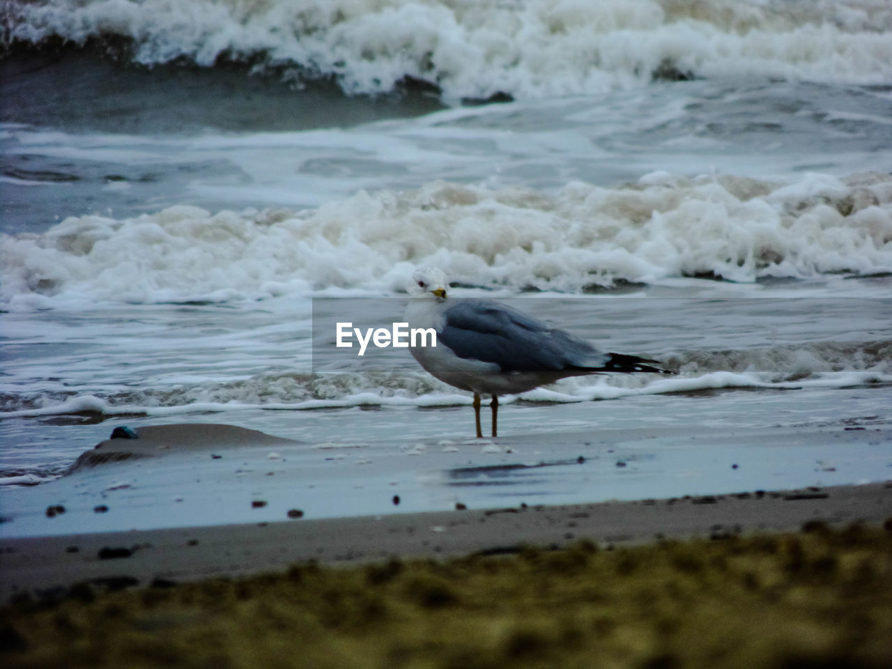 BIRD ON BEACH