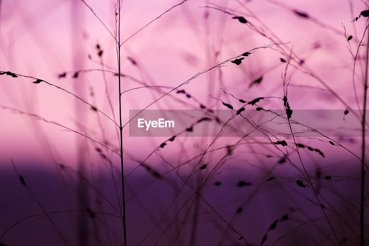 CLOSE-UP OF DRY PLANTS AGAINST SKY DURING SUNSET