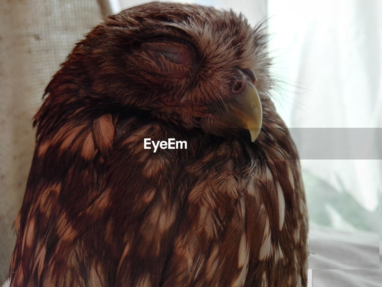 Close-up of a owl