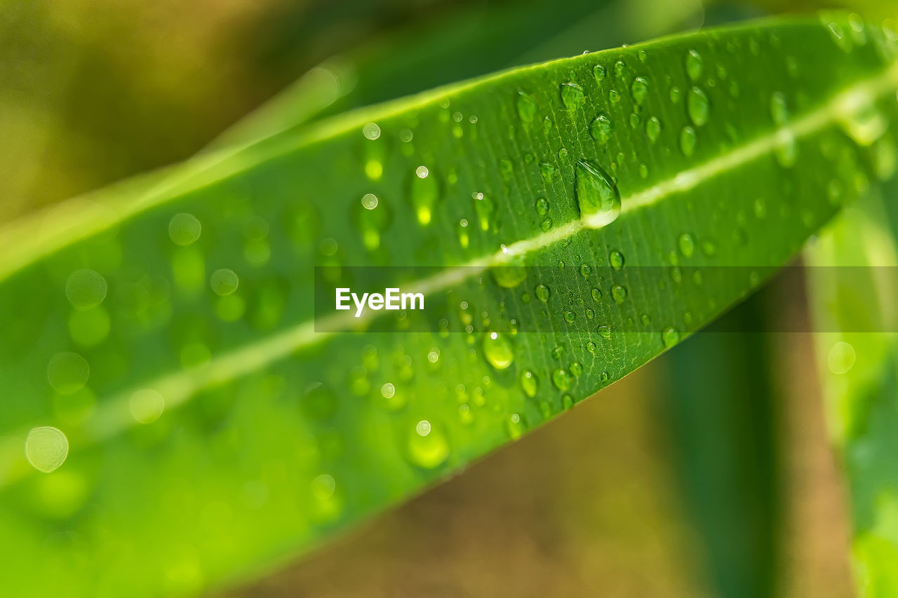 CLOSE-UP OF RAINDROPS ON LEAVES