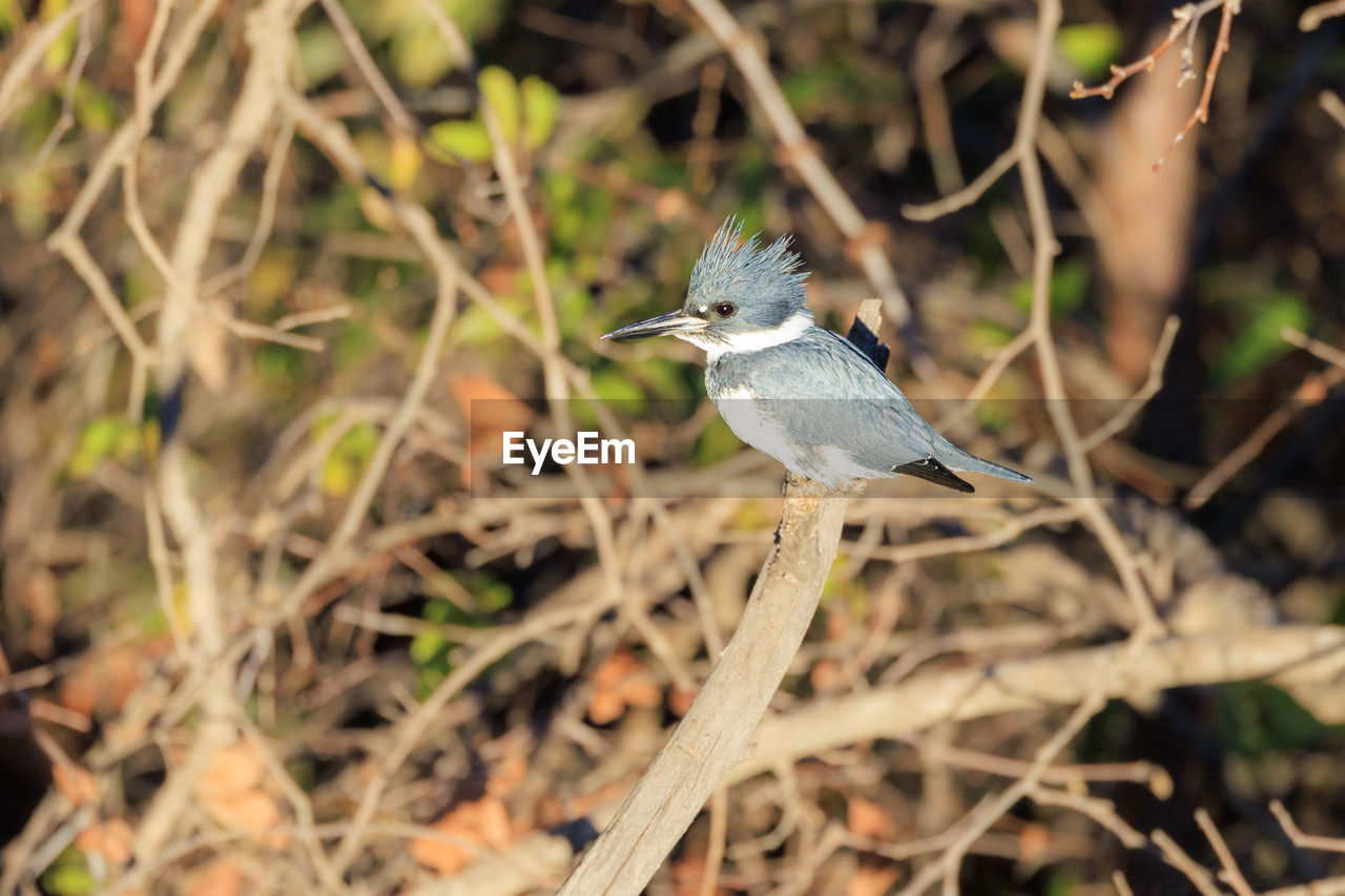 animal themes, animal, animal wildlife, nature, bird, wildlife, one animal, plant, branch, tree, no people, outdoors, environment, animal body part, perching, beauty in nature, land, grass, wildlife reserve, forest, full length, beak