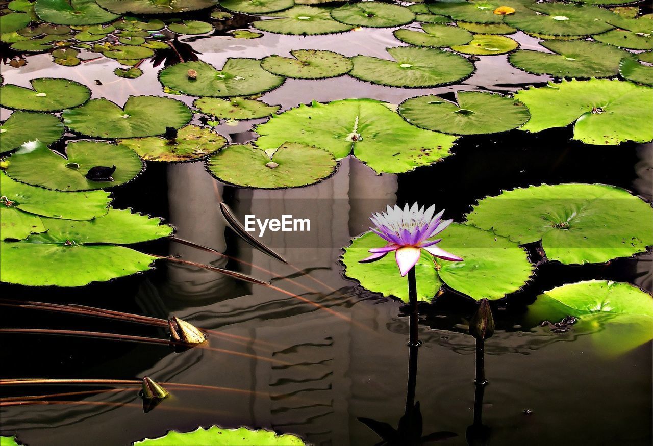 Lotus water lily and lilypads in pond