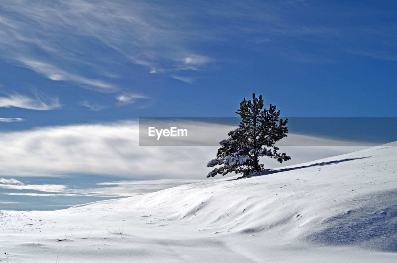 Bare tree on snow covered landscape