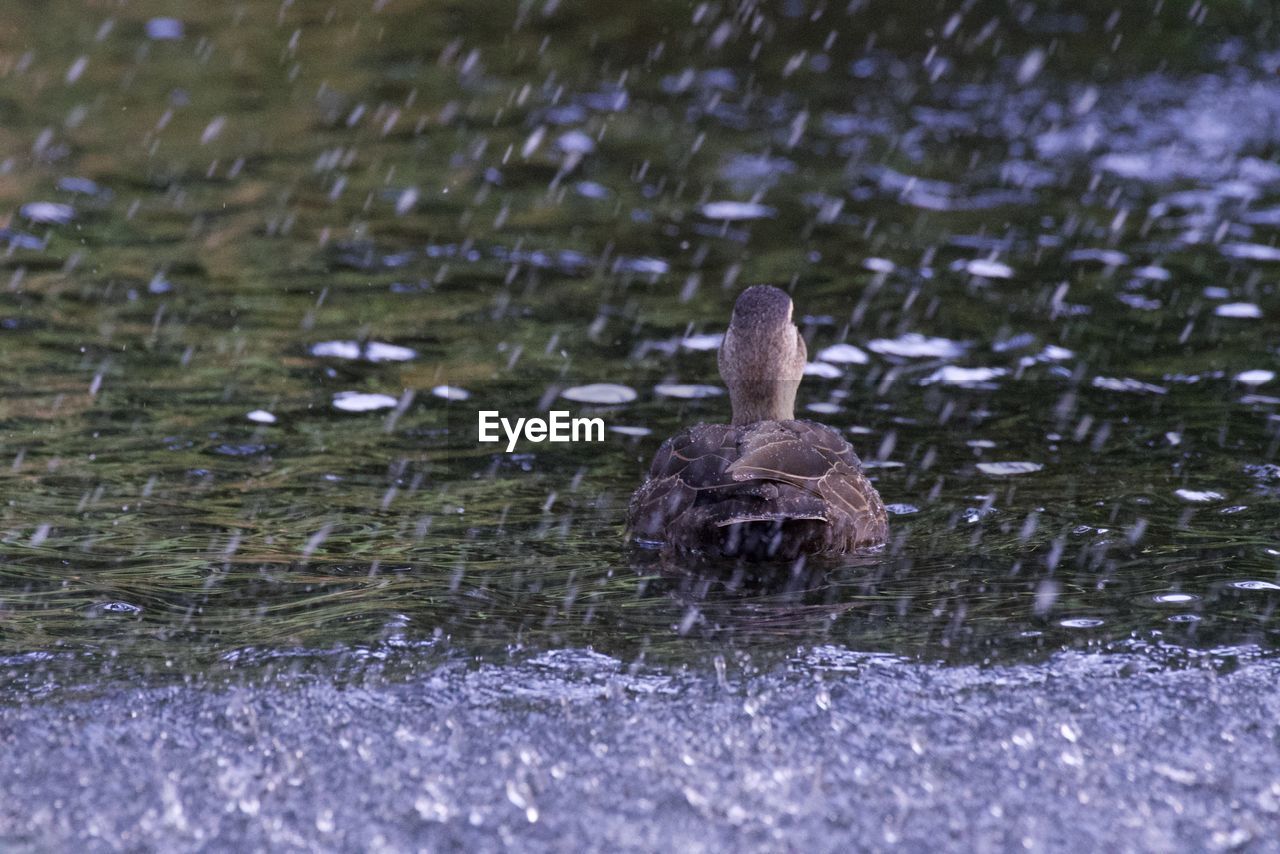 DUCK SWIMMING IN LAKE