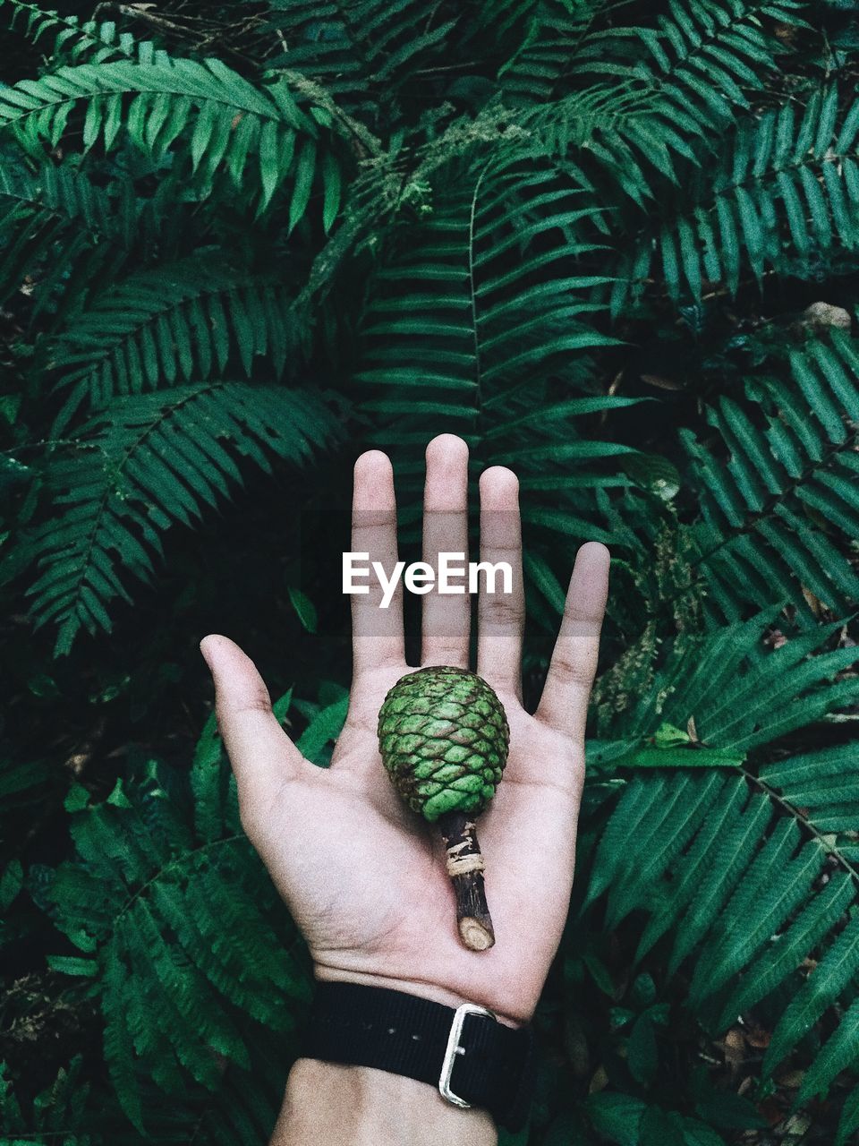 Cropped hand of person holding fruit over plant