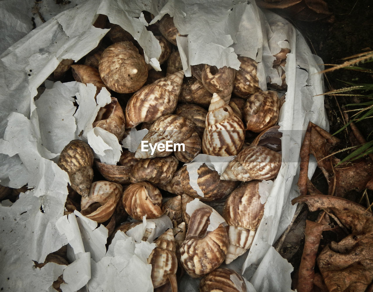 HIGH ANGLE VIEW OF DRIED LEAVES ON DRY