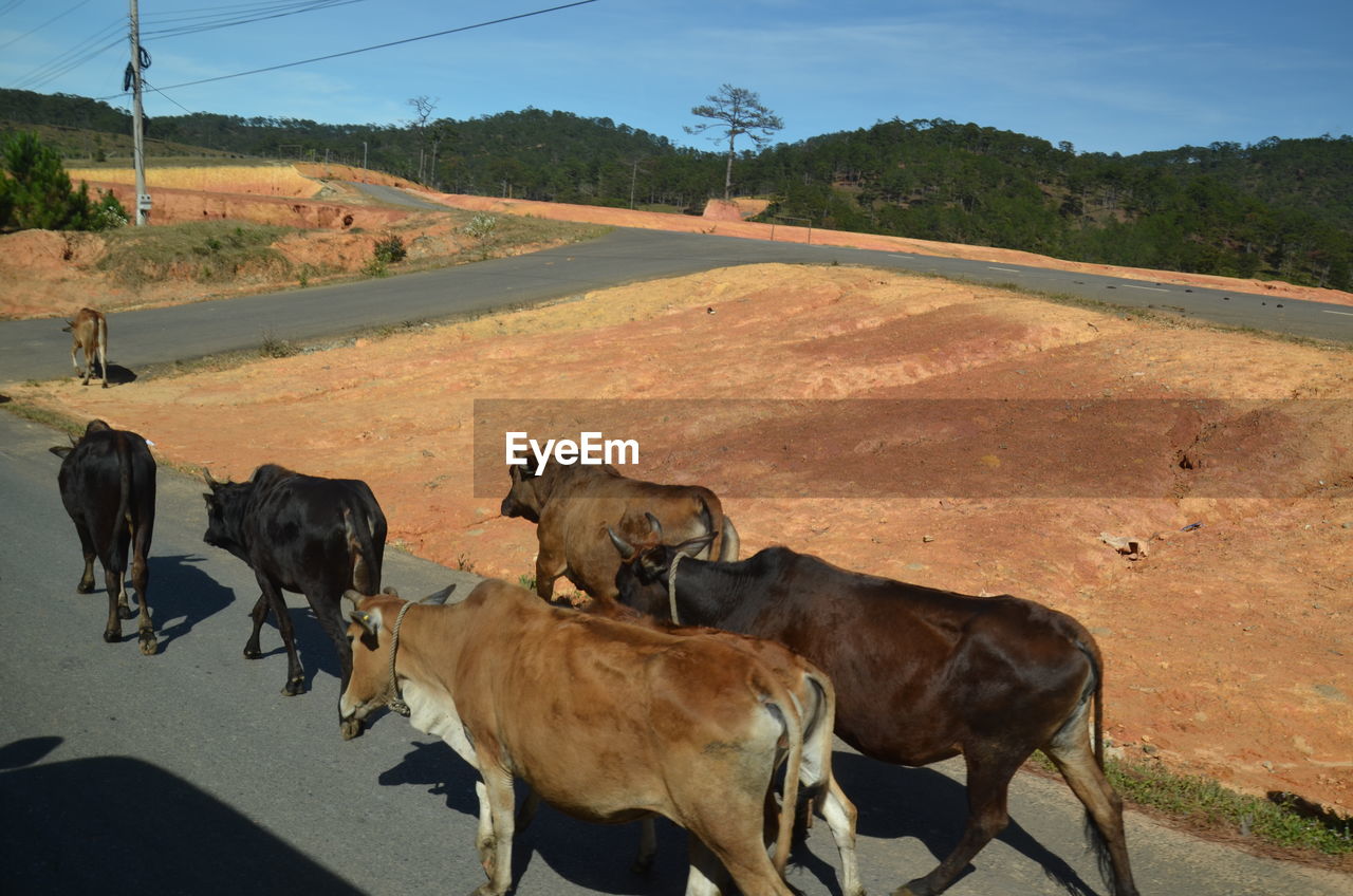 COWS ON ROAD