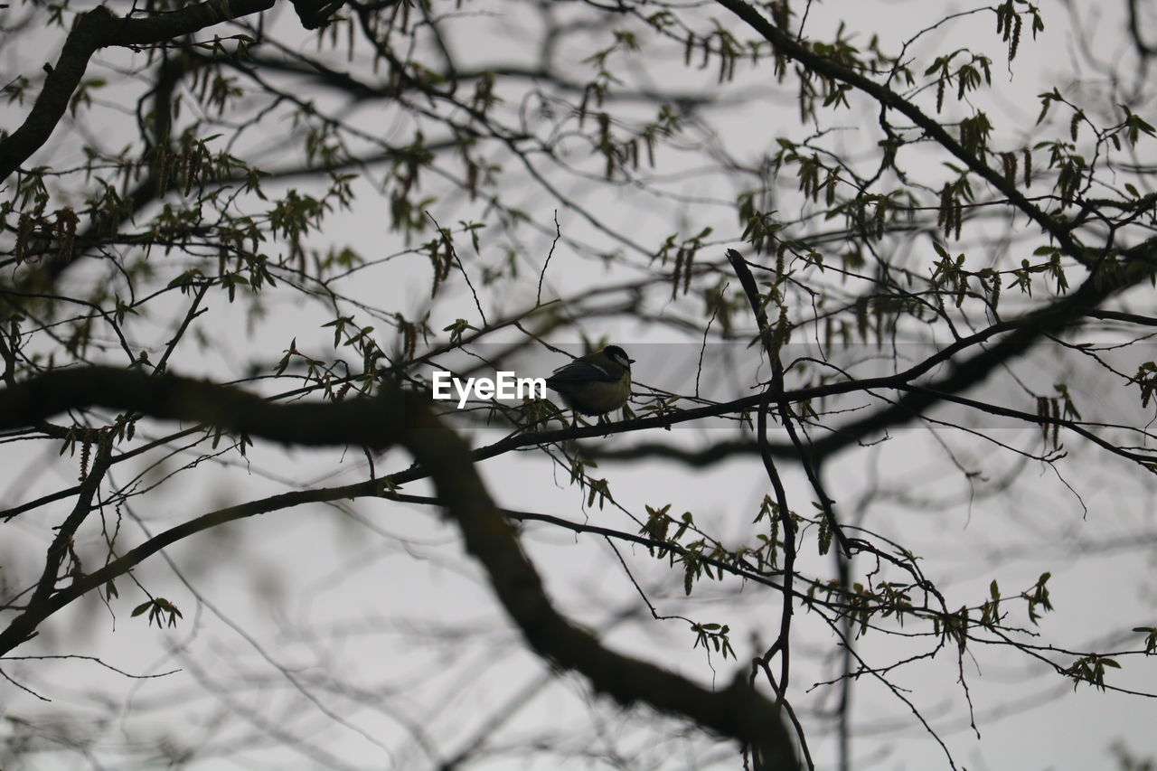 LOW ANGLE VIEW OF BIRD PERCHING ON TREE BRANCH