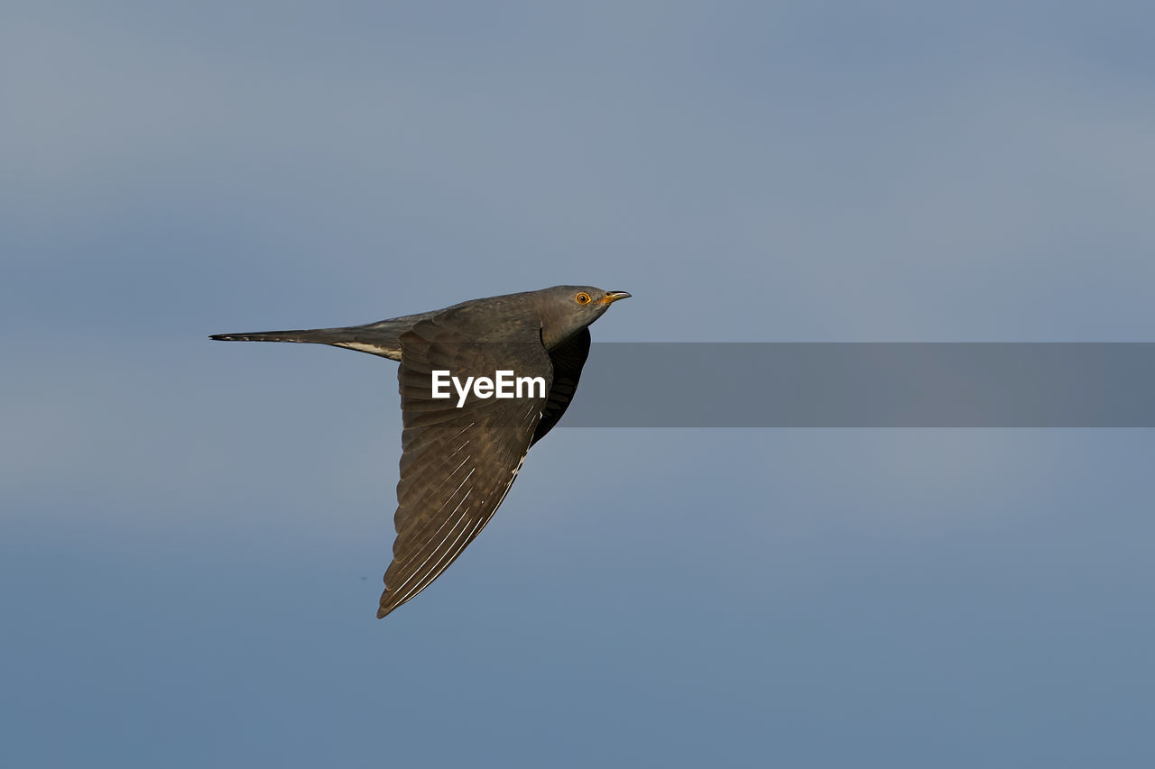 LOW ANGLE VIEW OF A BIRD FLYING