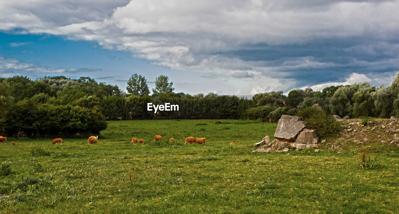 SHEEP GRAZING ON FIELD