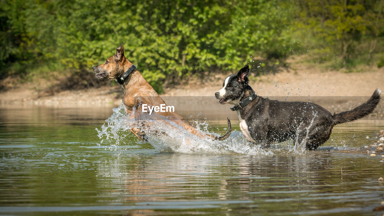 View of a dog running in water