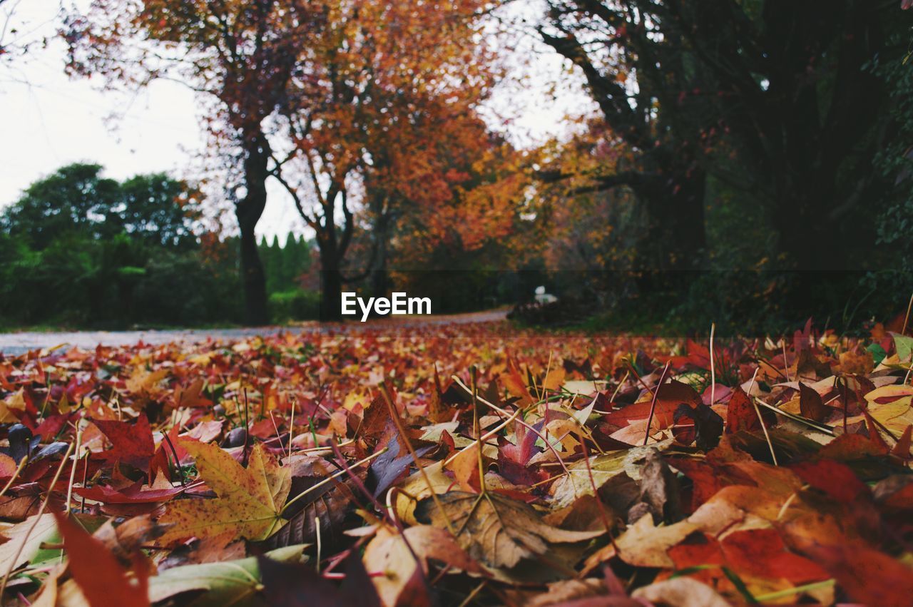 AUTUMN LEAVES ON GROUND