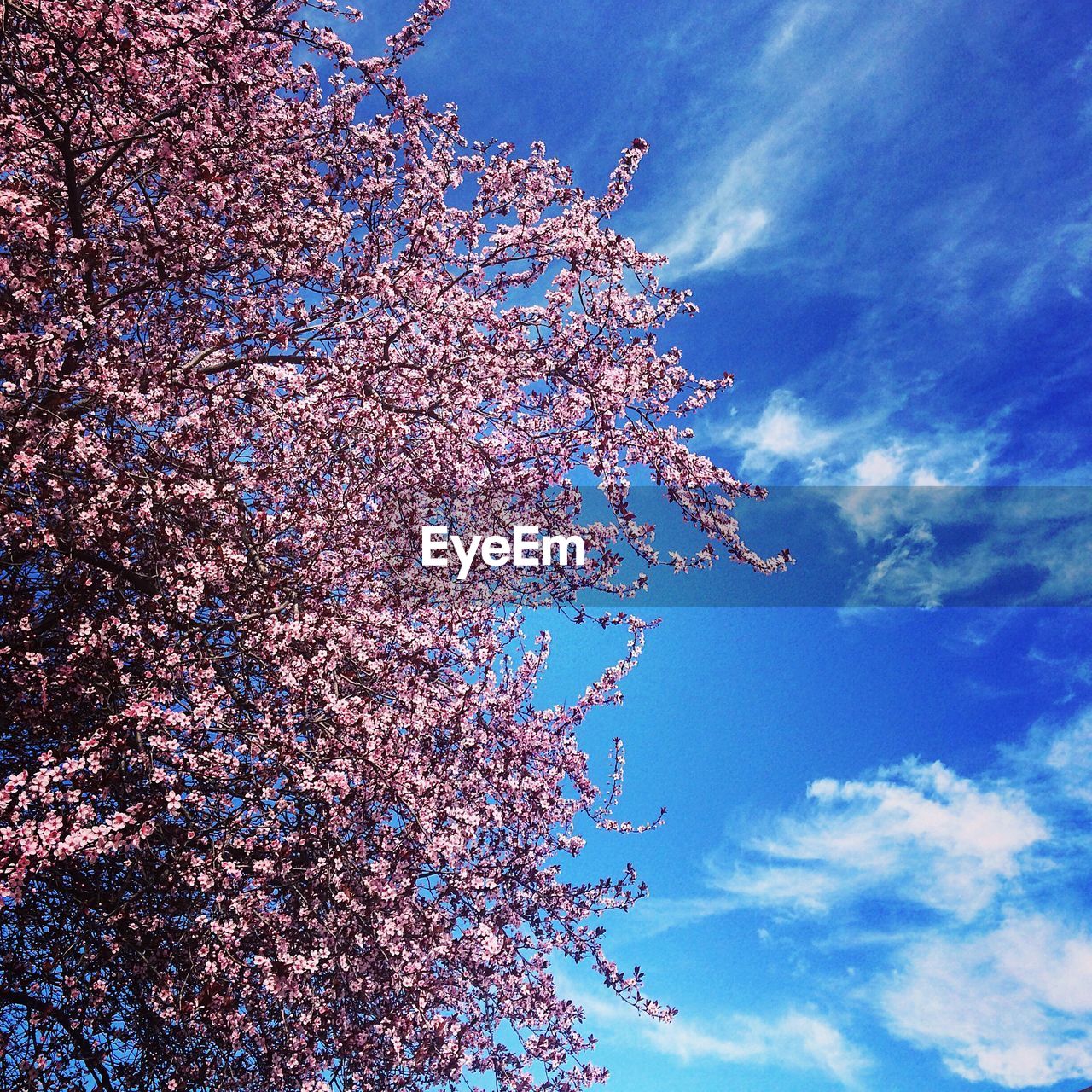 LOW ANGLE VIEW OF TREES AGAINST BLUE SKY AND CLOUDS