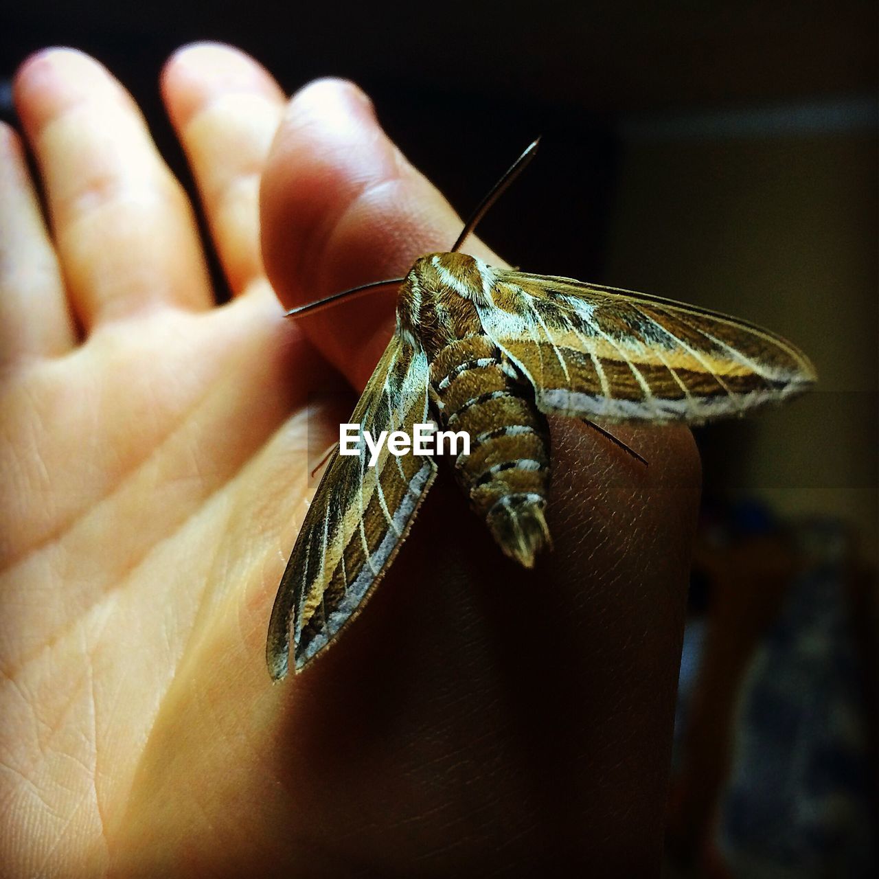 CLOSE-UP OF INSECT ON HAND HOLDING LEAF