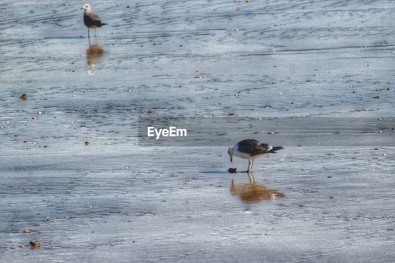 BIRDS ON WATER