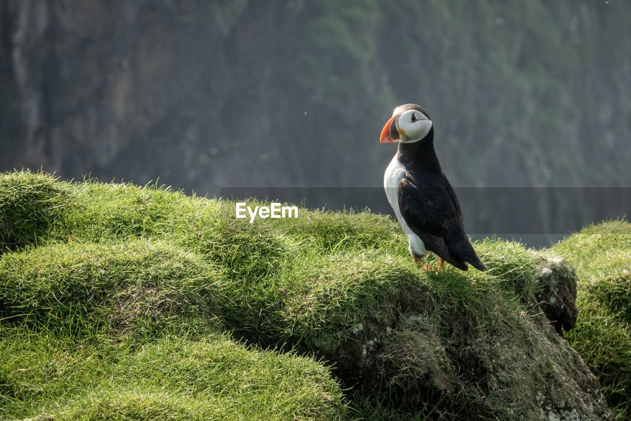 Puffin portrait 