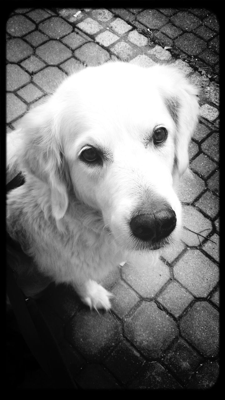 Portrait of dog on sidewalk