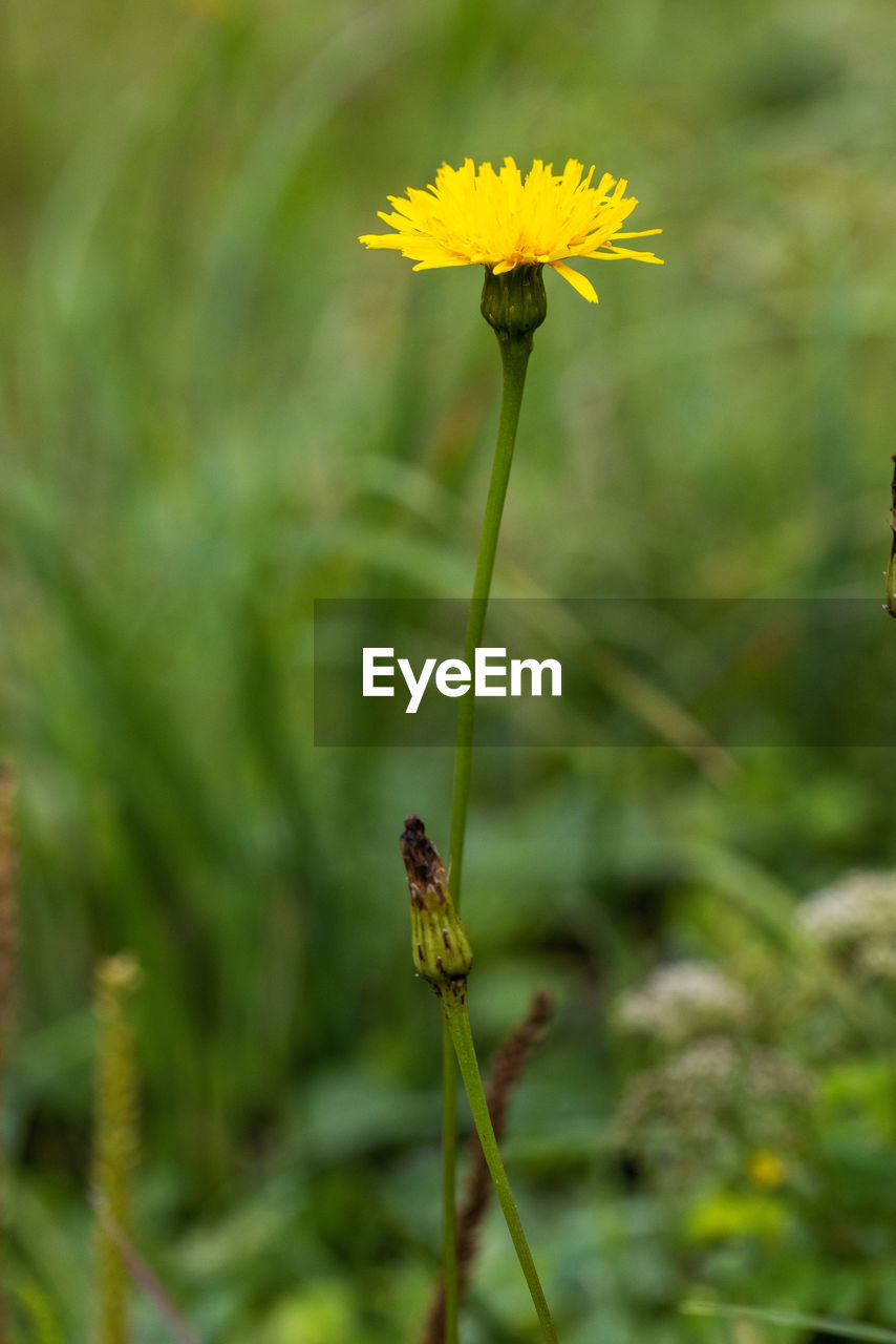 flower, plant, flowering plant, beauty in nature, prairie, yellow, freshness, nature, close-up, fragility, meadow, animal wildlife, growth, animal themes, animal, flower head, focus on foreground, no people, petal, insect, wildflower, inflorescence, outdoors, wildlife, plant stem, one animal, green, day, botany, springtime, macro photography, environment, summer, land, selective focus, flatweed, grass, field