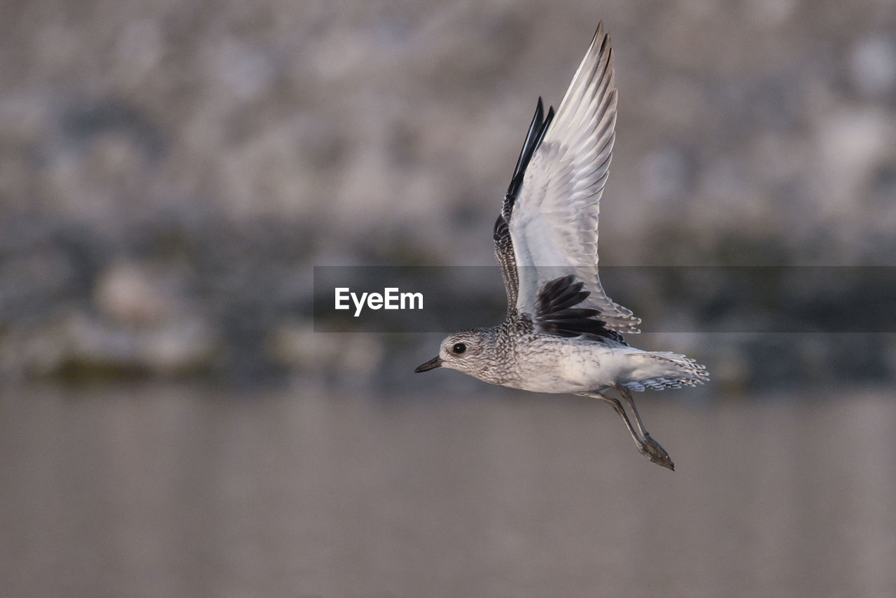 Close-up of bird flying over lake