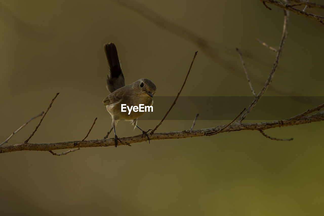 CLOSE-UP OF BIRD PERCHING ON TWIG