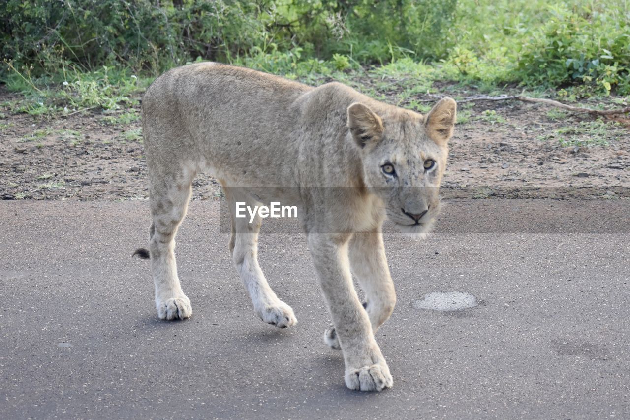 LION WALKING BY ROAD