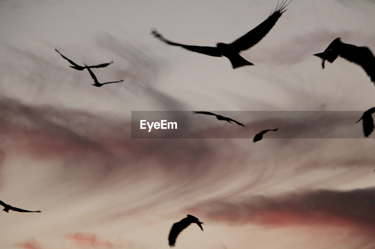 LOW ANGLE VIEW OF SILHOUETTE SEAGULLS FLYING AGAINST SKY