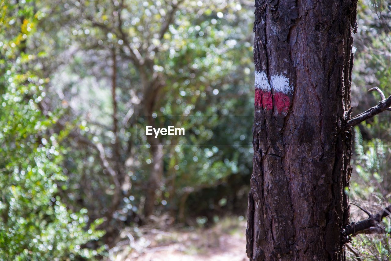 Close-up of tree growing in forest