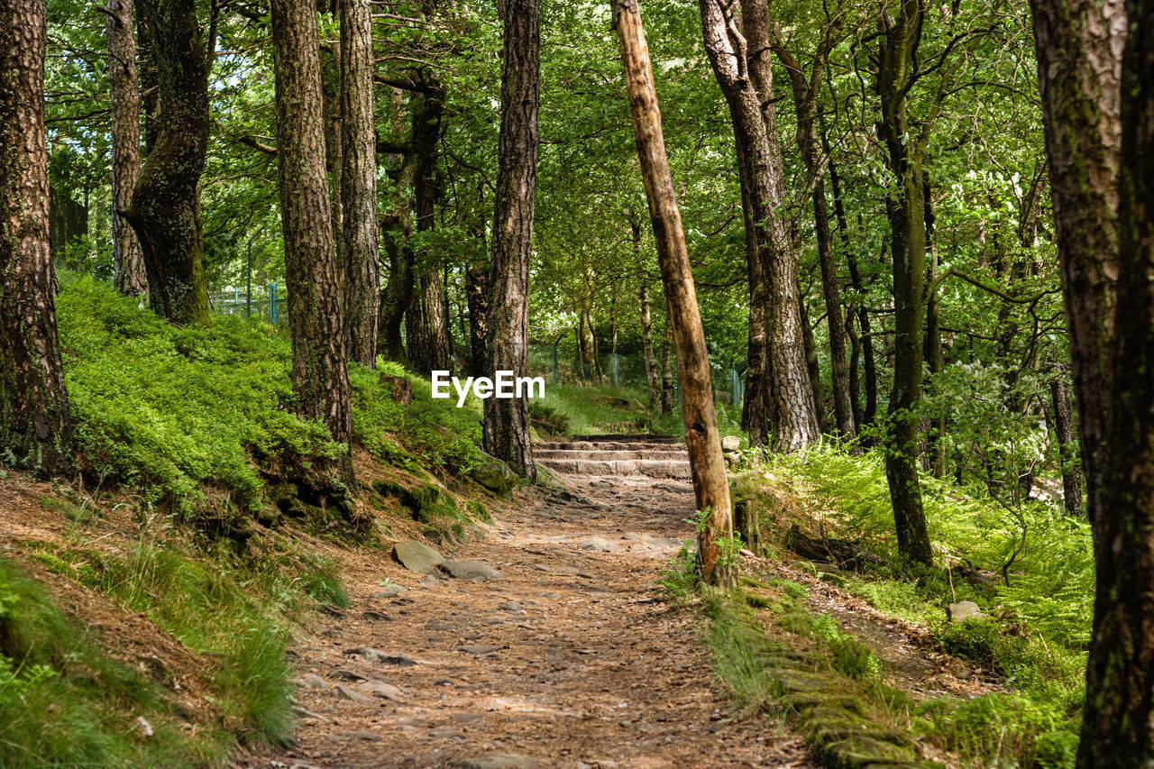 Footpath amidst trees in forest