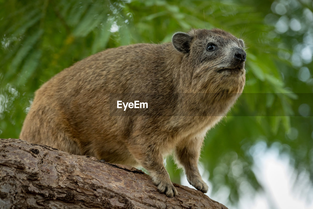 Low angle view of hyrax on tree