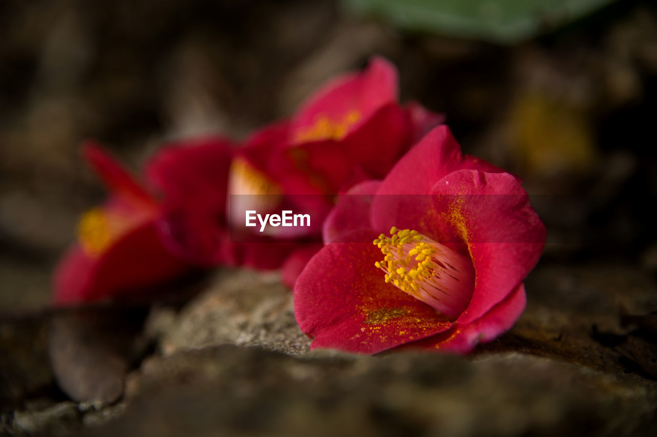 flowering plant, flower, beauty in nature, petal, plant, flower head, inflorescence, vulnerability, fragility, close-up, freshness, red, nature, selective focus, no people, growth, outdoors, pink color, rose, pollen