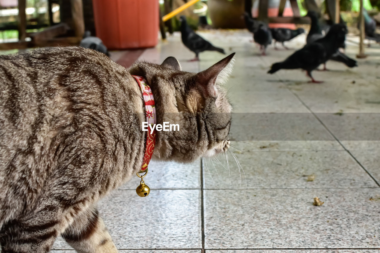 animal themes, animal, pet, mammal, domestic animals, cat, one animal, domestic cat, small to medium-sized cats, feline, carnivore, felidae, focus on foreground, no people, footpath, whiskers, day, collar, canine