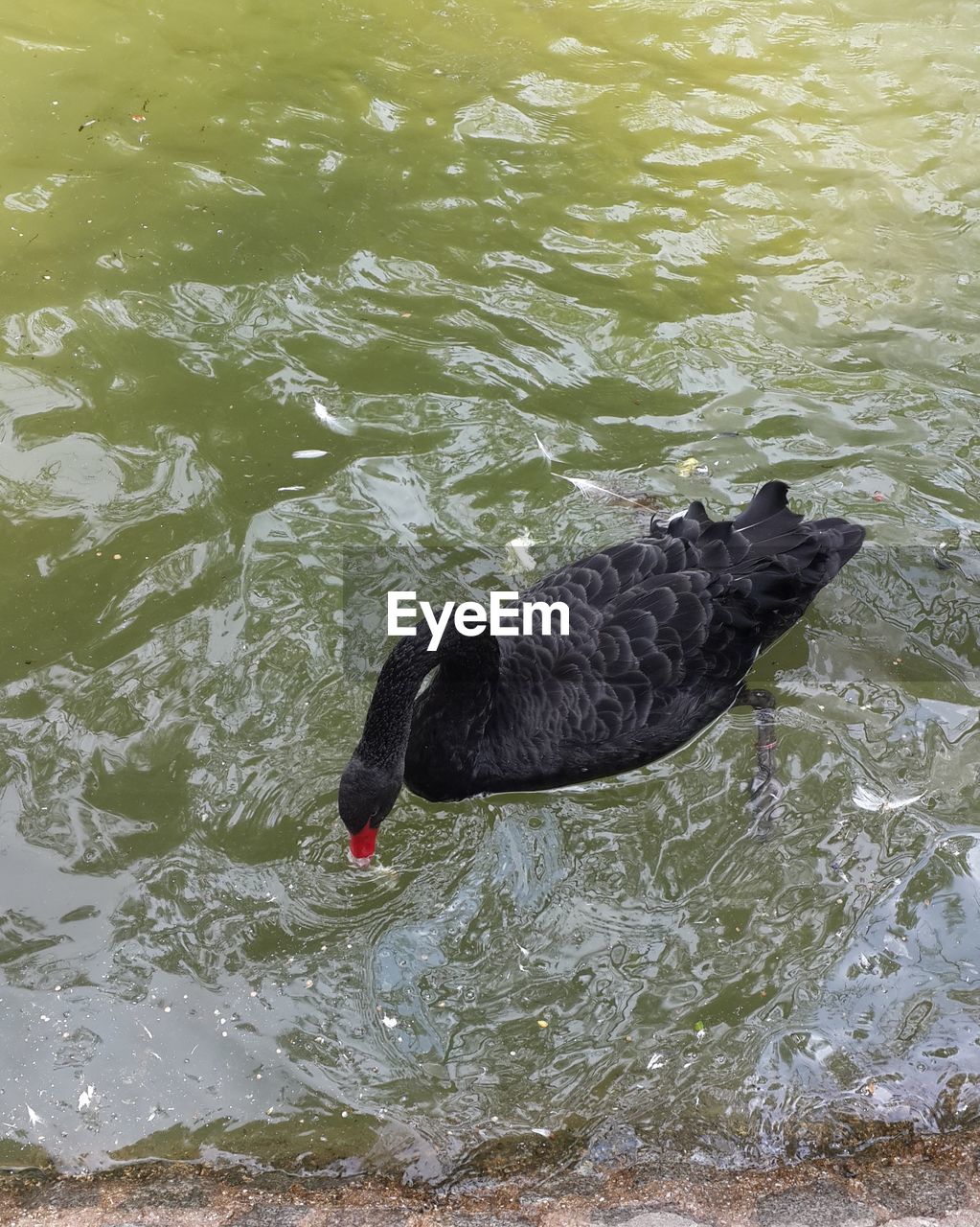 HIGH ANGLE VIEW OF MALLARD DUCK SWIMMING IN LAKE