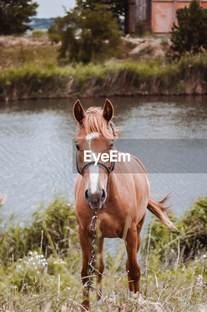 Horses graze on the field. summer on a farm, green grass, sky, hills, trees, mountains, 