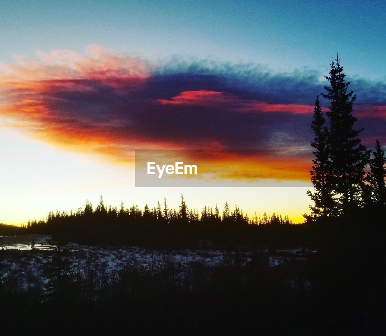 SILHOUETTE TREES IN FOREST DURING SUNSET