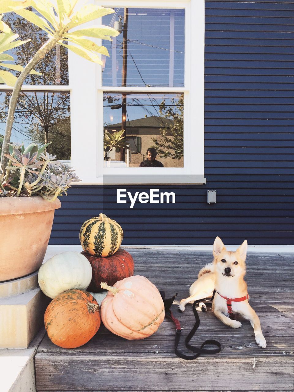 Dog sitting by pumpkins at patio with reflection of man on window during halloween