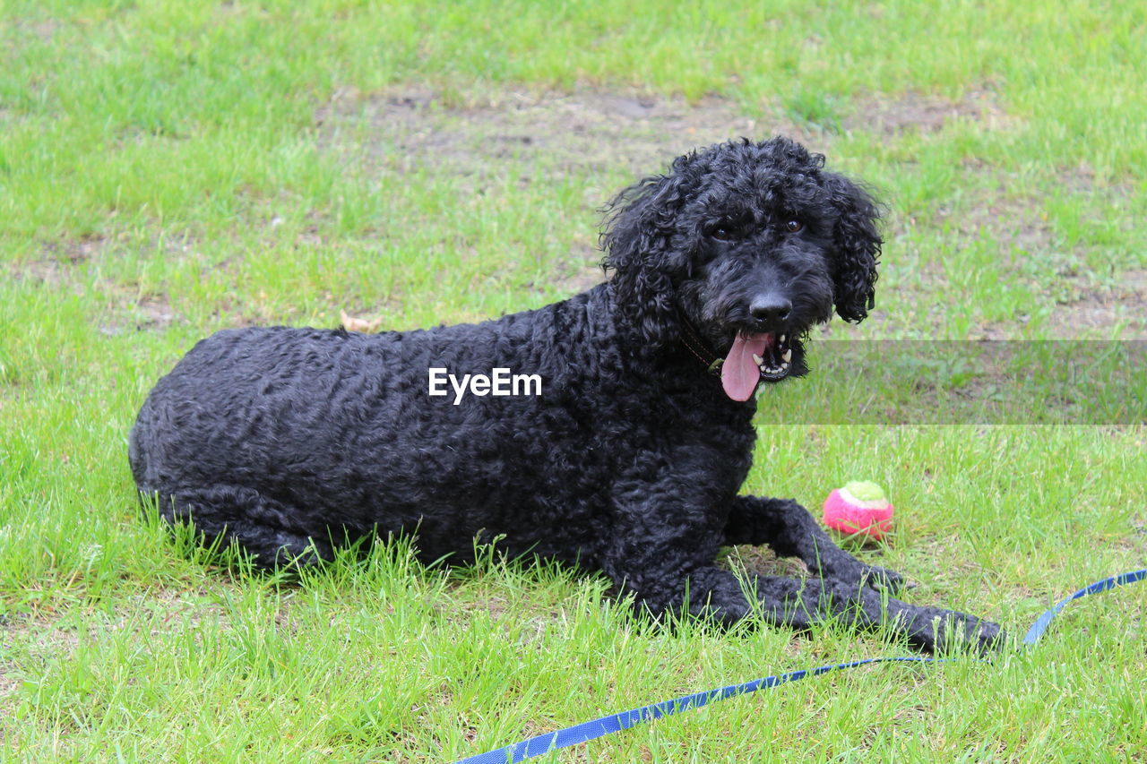 Side view of a dog on field