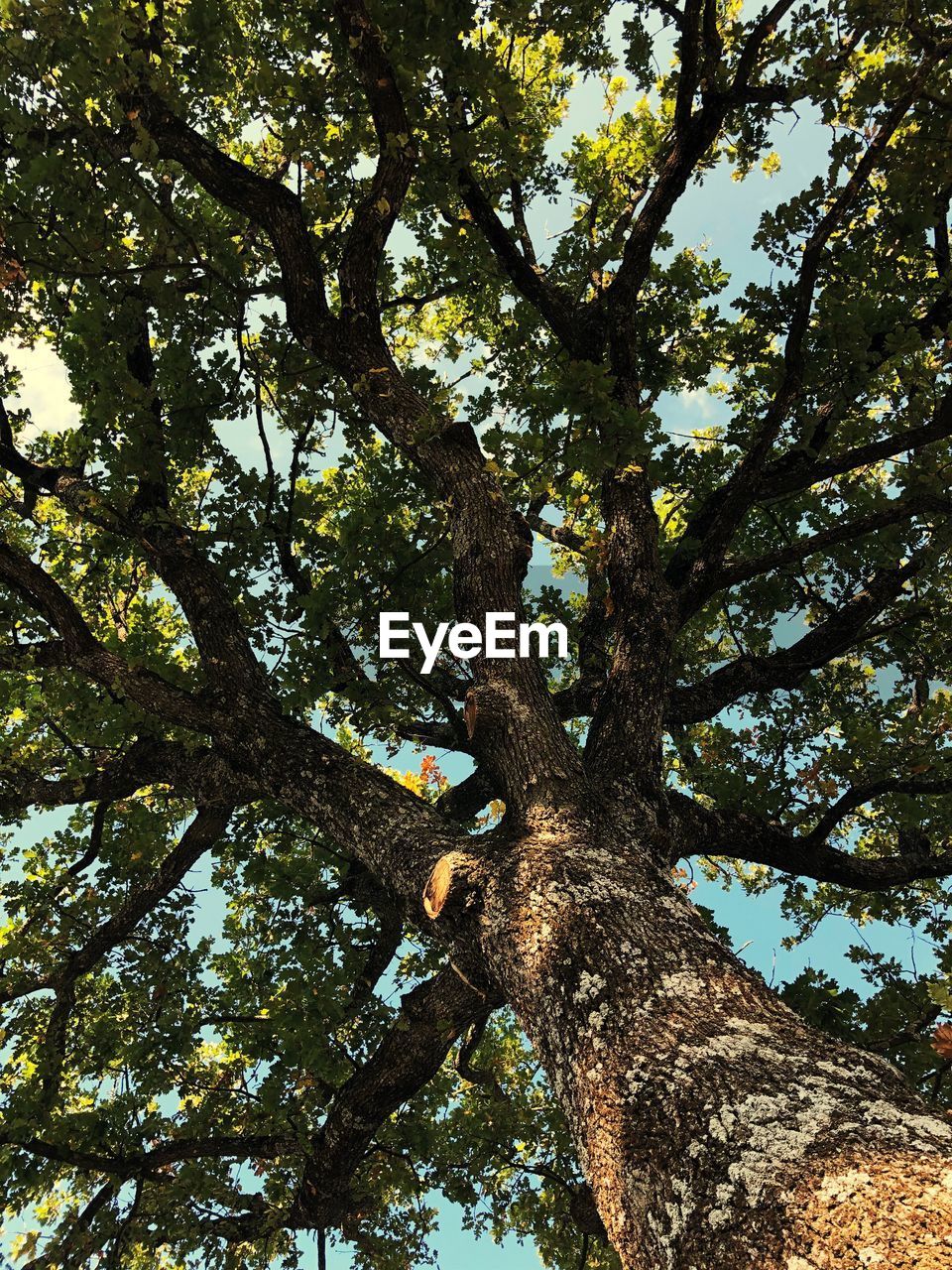 LOW ANGLE VIEW OF TREE IN FOREST AGAINST SKY