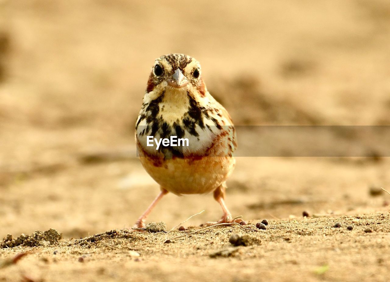 CLOSE-UP OF A BIRD PERCHING ON A FIELD