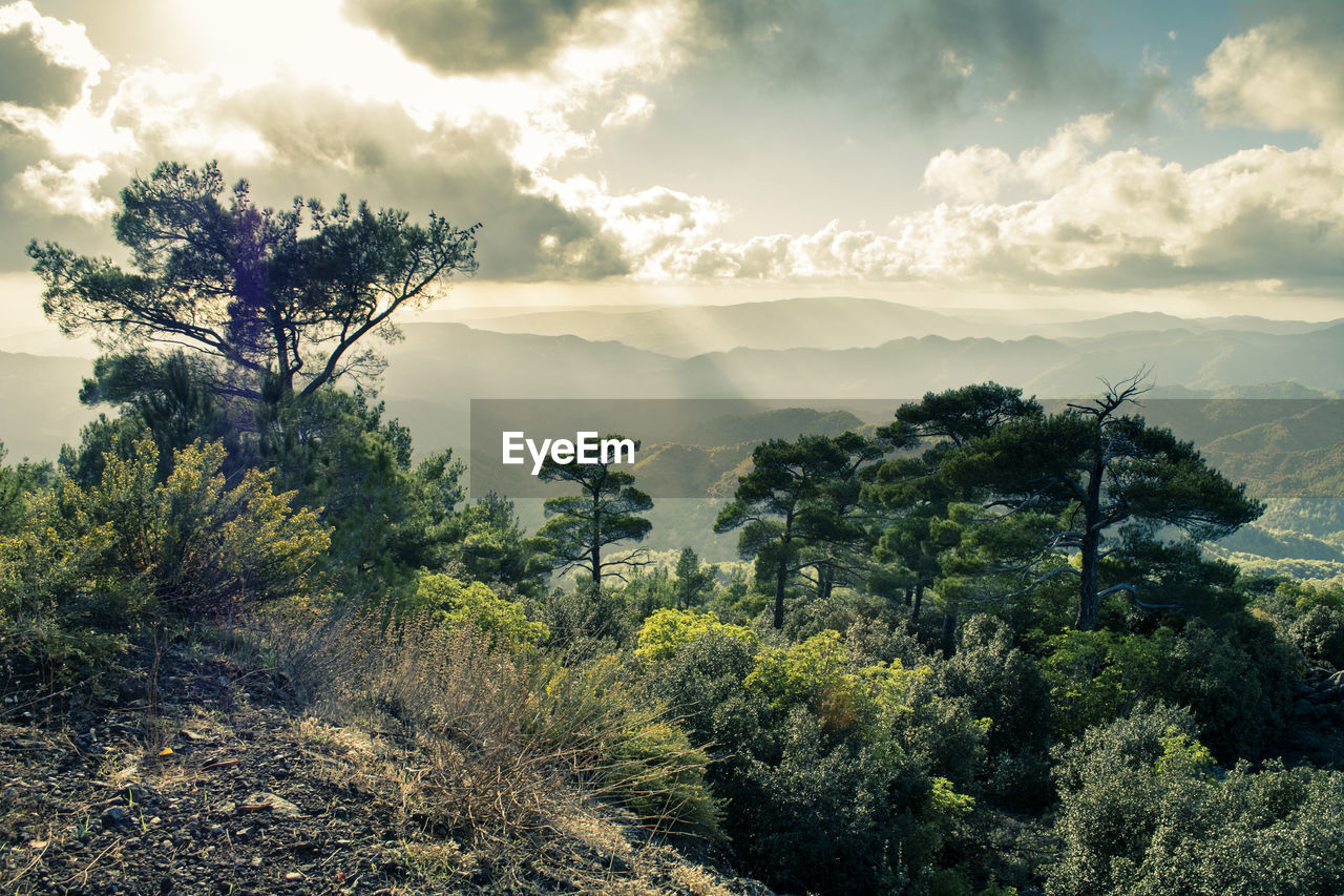 Scenic view of forest against sky