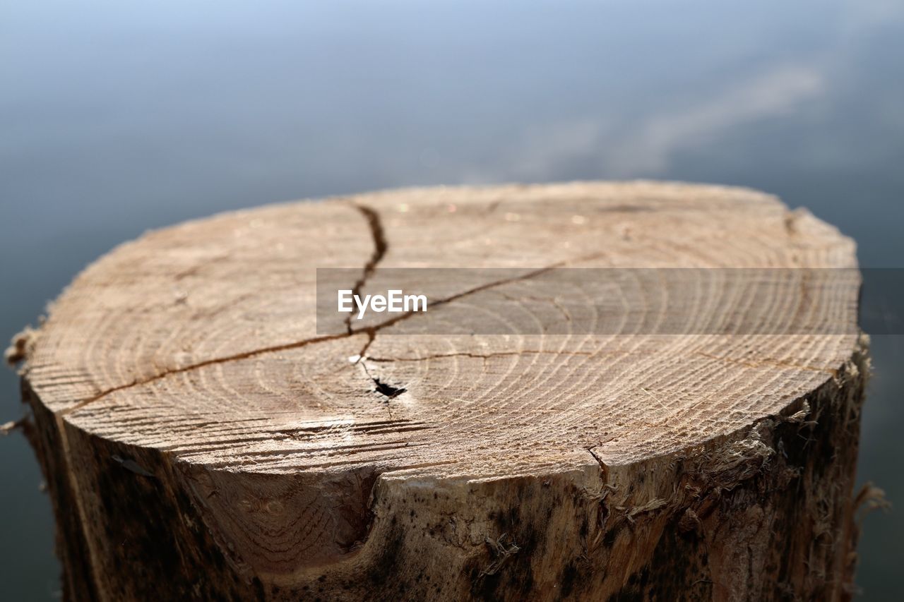CLOSE-UP OF WOODEN TREE