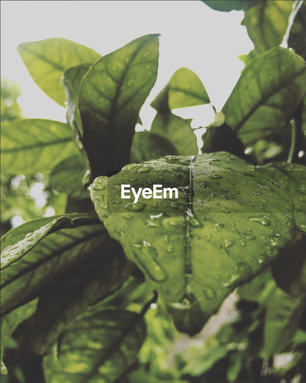 Close-up of raindrops on leaf