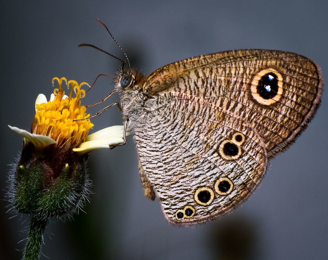 CLOSE-UP OF BUTTERFLY ON FLOWER AGAINST GRAY BACKGROUND