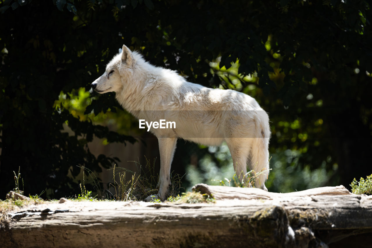 SIDE VIEW OF DOG LOOKING AWAY